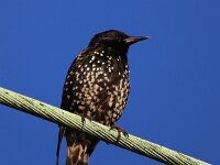 Sturnus vulgaris 51, Spreeuw, Saxifraga-Bart Vastenhouw