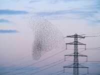 Sturnus vulgaris 53, Spreeuw, Saxifraga-Hans Dekker