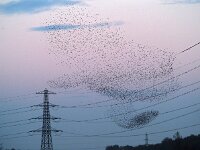 Sturnus vulgaris 54, Spreeuw, Saxifraga-Hans Dekker
