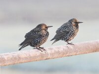 Sturnus vulgaris 56, Spreeuw, Saxifraga-Luuk Vermeer