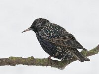 Sturnus vulgaris 58, Spreeuw, Saxifraga-Luuk Vermeer