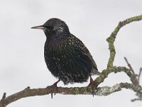 Sturnus vulgaris 59, Spreeuw, Saxifraga-Luuk Vermeer