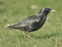 Spreeuw 01 #05781 : Sturnus vulgaris, Common Starling, Spreeuw
