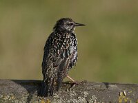 Sturnus vulgaris 84, Spreeuw, Saxifraga-Luuk Vermeer