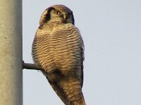 Surnia ulula 11, Sperweruil, Saxifraga-Mark Zekhuis