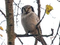 Surnia ulula 21, Sperweruil, Saxifraga-Bart Vastenhouw