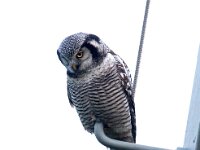 Surnia ulula 22, Sperweruil, Saxifraga-Bart Vastenhouw