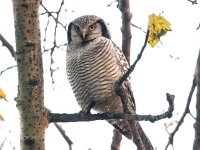 Surnia ulula 25, Sperweruil, Saxifraga-Bart Vastenhouw