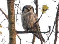 Surnia ulula 28, Sperweruil, Saxifraga-Bart Vastenhouw