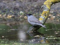 Sylvia atricapilla 126, Zwartkop, Saxifraga-Jan Nijendijk
