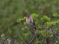 Sylvia cantillans 2, Baardgrasmus, Saxifraga-Luc Hoogenstein