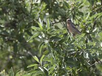 Sylvia cantillans 3, Baardgrasmus, Saxifraga-Mark Zekhuis