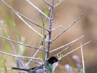 Sylvia melanocephala 16, Kleine zwartkop, adult, male, Saxifraga-Theo Verstrael