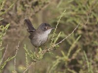 Sylvia melanocephala 2, Kleine zwartkop, Saxifraga-Luc Hoogenstein  Kleine Zwartkop; Sylvia melanocephala; Sardinian Warbler : april, Portugal, coast, Sylvia melanocephala, vogel, black, rood oog, zangvogel, grasmus, Sardinian Warbler, zwart, Fauvette melanocephale, Kleine Zwartkop, Algarve, natuur, spring, lente, bird, red eye, voorjaar, Iberisch Schiereiland, Samtkopf-Grasmucke, Zuid-Europa, Europa, songbird, nature, kust