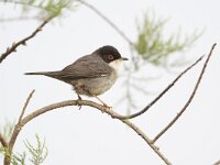 Sylvia melanocephala 6, Kleine zwartkop, Saxifraga-Luc Hoogenstein  Kleine Zwartkop; Sylvia melanocephala; Sardinian Warbler : zwart, spring, nature, bird, natuur, rood oog, Kleine Zwartkop, zangvogel, Sardinian Warbler, songbird, kust, vogel, grasmus, coast, Zuid-Europa, Fauvette melanocephale, Iberisch Schiereiland, april, red eye, black, voorjaar, Portugal, Samtkopf-Grasmucke, Sylvia melanocephala, lente, Europa, Algarve