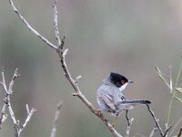 Sylvia melanocephala 7, Kleine zwartkop, adult, male, Saxifraga-Theo Verstrael