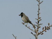 Sylvia rueppelli 3, Ruppells grasmus, Saxifraga-Piet Munsterman