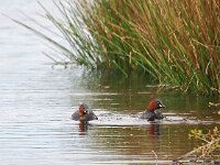 Tachybaptus ruficollis 28, Dodaars, Saxifraga-Hans Dekker
