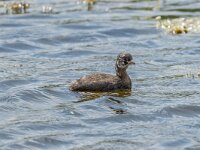 Tachybaptus ruficollis 34, Dodaars, Saxifraga-Bart Heijne : 2024, Breskens, Tachybaptus ruficollis, Waterdunen, Zeeland, dodaars, jong, juli, juveniel, vakantie, vogel, zomer