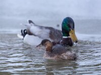 Tachybaptus ruficollis 36, Dodaars, Saxifraga-Luc Hoogenstein