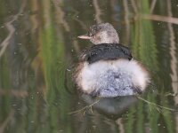 Tachybaptus ruficollis 41, Dodaars, Saxifraga-Tom Heijnen
