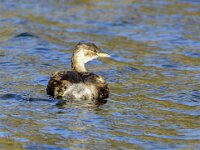 Tachybaptus ruficollis 50, Dodaars, adult, winter plumage, Saxiraga-Theo Verstrael