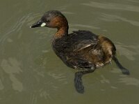 Tachybaptus ruficollis 8, Dodaars, Saxifraga-Jan van der Straaten