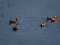 Tadorna ferruginea 10, Casarca, Saxifraga-Henk Sierdsema