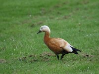 Tadorna ferruginea 11, Casarca, Saxifraga-Peter Meininger