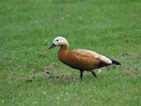 Tadorna ferruginea 14, Casarca, Saxifraga-Peter Meininger