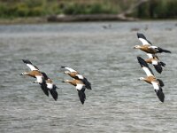 Tadorna ferruginea 15, Casarca, adult, Saxifraga-Theo Verstrael