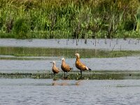 Tadorna ferruginea 16, Casarca, adult,  pair with juveniles, Saxifraga-Theo Verstrael