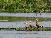 Tadorna ferruginea 17, Casarca, adult,  pair with juveniles, Saxifraga-Theo Verstrael