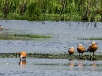 Tadorna ferruginea 18, Casarca, adult,  pair with juveniles, Saxifraga-Theo Verstrael