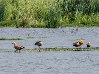 Tadorna ferruginea 19, Casarca, adult,  pair with juveniles, Saxifraga-Theo Verstrael
