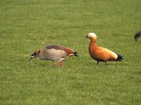Tadorna ferruginea 2, Casarca, Saxifraga-Piet Munsterman