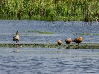 Tadorna ferruginea 20, Casarca, adult, pair with juveniles, Saxifraga-Theo Verstrael