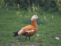 Tadorna ferruginea 3, Casarca, Saxifraga-Piet Munsterman