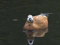Tadorna ferruginea 4, Casarca, Saxifraga-Luc Hoogenstein