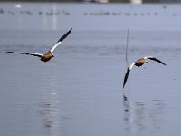 Tadorna ferruginea 5, Casarca, Saxifraga-Bart Vastenhouw