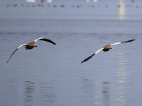 Tadorna ferruginea 6, Casarca, Saxifraga-Bart Vastenhouw