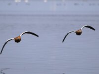 Tadorna ferruginea 7, Casarca, Saxifraga-Bart Vastenhouw