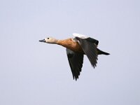 Tadorna ferruginea 8, Casarca, Saxifraga-Bart Vastenhouw
