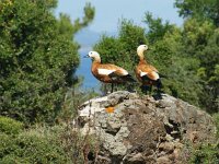Tadorna ferruginea 9, Casarca, Saxifraga-Theo Verstrael