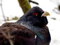 Tetrao urogallus 10 Auerhoen, Saxifraga-Bart Vastenhouw