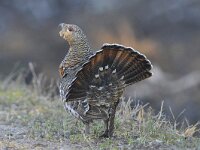 Tetrao urogallus 15, Auerhoen, Saxifraga-Tom Heijnen