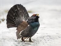 Western capercaillie wood grouse  Displaying Western capercaillie (Tetrao urogallus), Which is also known as Wood grouse, Heather cock, or just capercaillie, is the largest member of the grouse family : Protection, animal, auerhoen, background, bird, black, call, calling, capercaille, capercaillie, cock, conservation, courting, display, displaying, endangered, europe, european, feather, fight, forest, grouse, life, majestic, male, mating, mountain, natural, nature, pine, pride, scottish, side, snow, species, spring, standing, strong, switzerland, tail, testosterone, tetrao, urogallus, watching, white, wild, wildlife, winter, wood, woodland