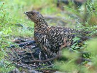 Tetrao urogallus 2, Auerhoen, female, Saxifraga-Dirk Hilbers