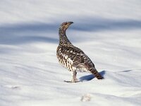 Tetrao urogallus 3, Auerhoen, female, Saxifraga-Arie de Knijff