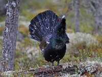 Tetrao urogallus 4, Auerhoen, Saxifraga-Joerg Mager